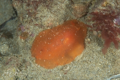 Doriopsilla carneola