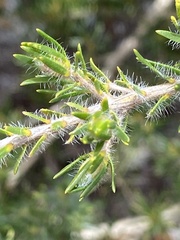 Myrtoideae