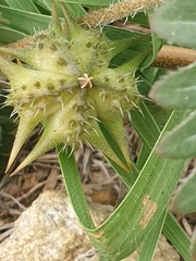 Tribulus micrococcus