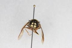 Stratiomys badia