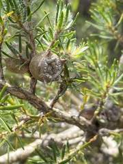 Myrtoideae
