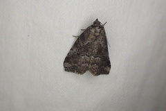 Hyperstrotia pervertens