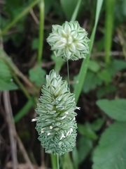 Phalaris canariensis