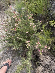 Myrtoideae