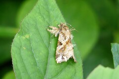 Callopistria flavitincta