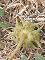 Tribulus micrococcus