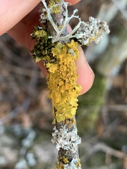 Xanthoria parietina