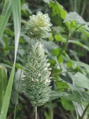 Phalaris canariensis