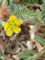 Tribulus micrococcus