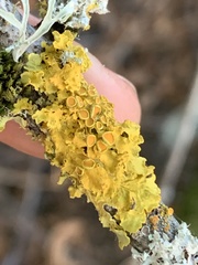Xanthoria parietina