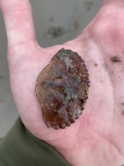 Metacarcinus anthonyi