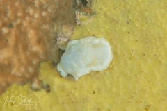 Goniobranchus epicurius
