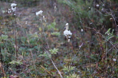 Anemone cylindrica