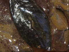 Plethodontidae