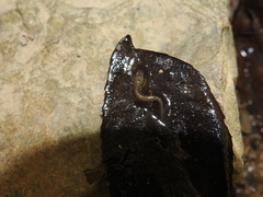 Plethodontidae