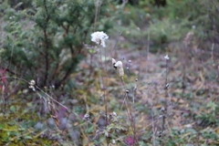 Anemone cylindrica