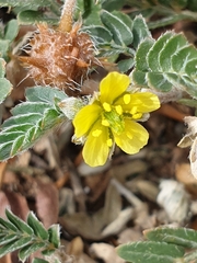 Tribulus micrococcus