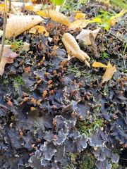 Peltigera praetextata