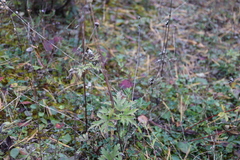 Anemone cylindrica