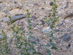 Brickellia longifolia