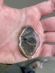 Metacarcinus anthonyi