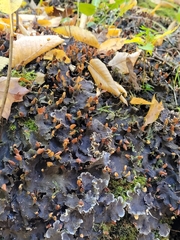 Peltigera praetextata