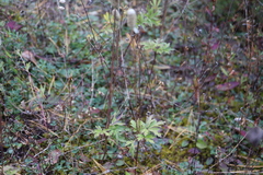 Anemone cylindrica