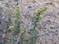 Brickellia longifolia