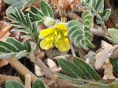 Tribulus micrococcus