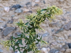 Brickellia longifolia