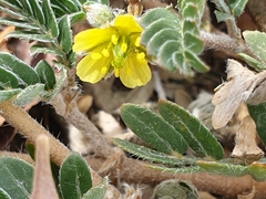 Tribulus micrococcus