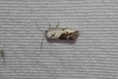 Ponometia candefacta