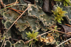 Peltigera malacea