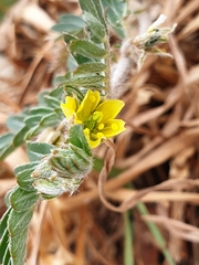 Tribulus micrococcus