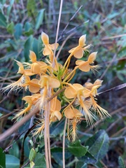 Platanthera ciliaris