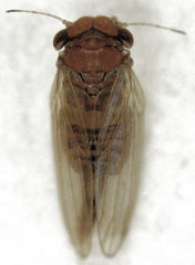 Ctenarytaina longicauda
