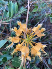 Platanthera ciliaris
