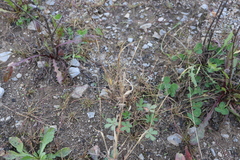 Panicum philadelphicum philadelphicum