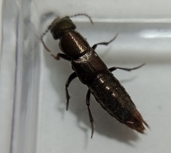 Staphylinini