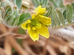 Tribulus micrococcus