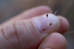 Panicum philadelphicum philadelphicum