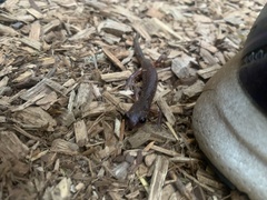 Plethodontinae