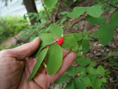Lonicera utahensis