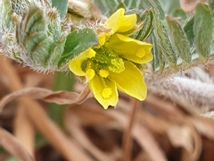 Tribulus micrococcus