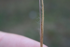 Panicum philadelphicum philadelphicum