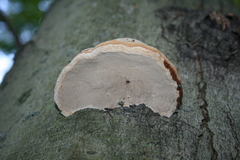 Fomes excavatus