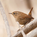 Winter Wren - Photo (c) Greg Lasley, some rights reserved (CC BY-NC), uploaded by Greg Lasley
