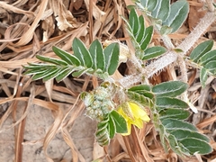 Tribulus micrococcus