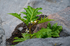 Solanum chrysotrichum