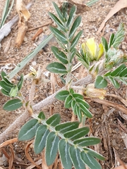 Tribulus micrococcus